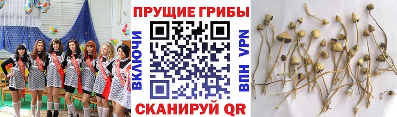 дарнет шоп  Кувшиново  Галлюциногенные грибы MAGIC MUSHROOMS 